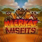 Meerkat Misfits